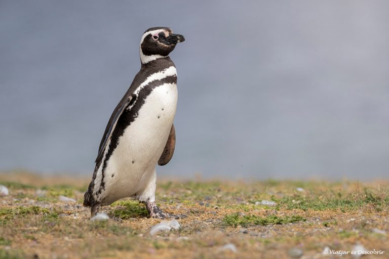 Més informació sobre l'article Pingüins a Punta Arenas: on i quan veure’ls