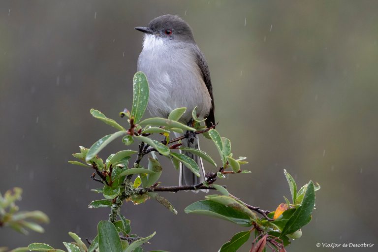 Més informació sobre l'article Setmana 53 (Quinuituq): Pausa al Parc Tepuhueico