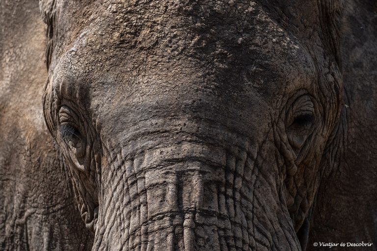 Més informació sobre l'article Organitzar un Safari a Tanzània amb agència local en 10 passos