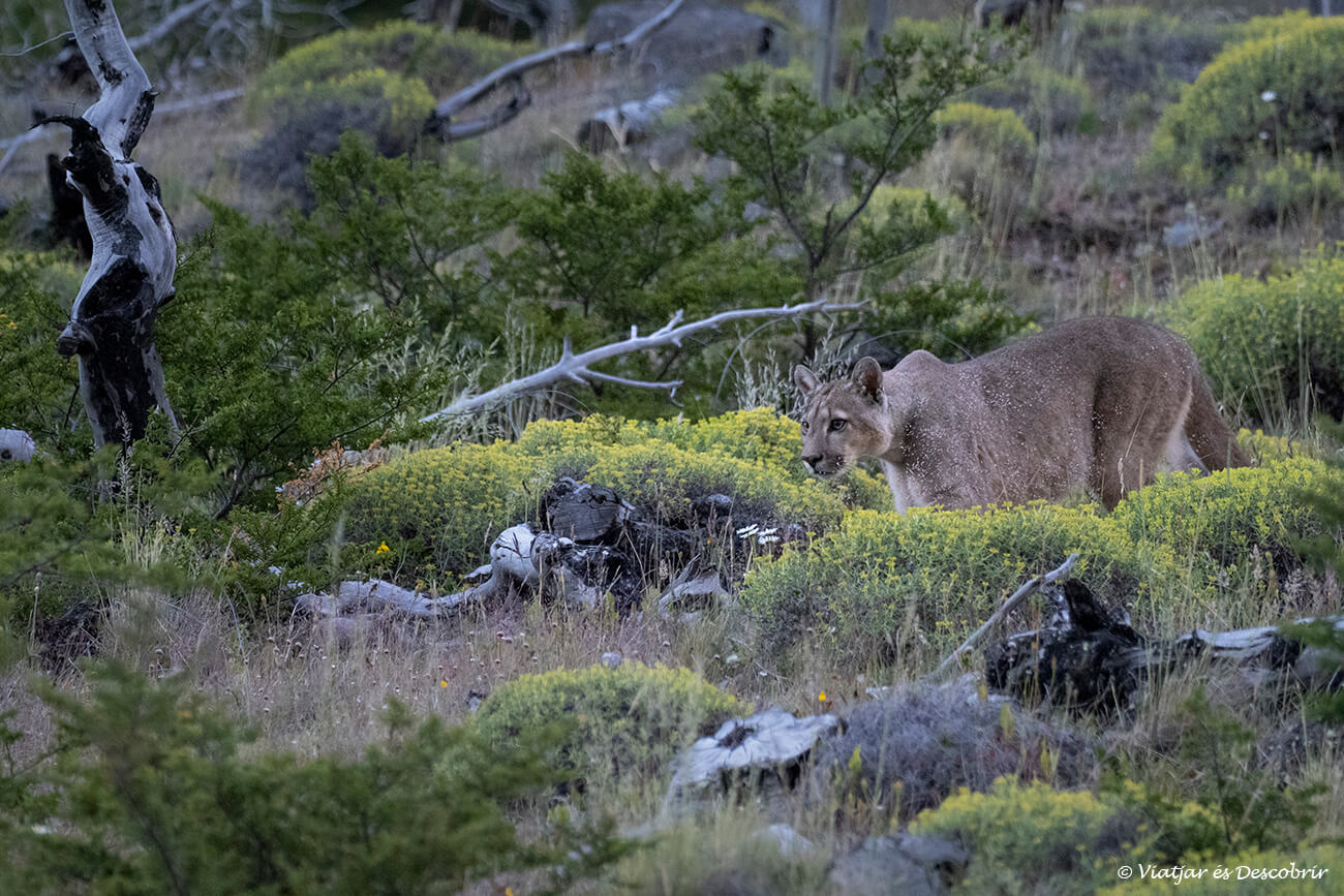 un puma salvatge a la Patagònia