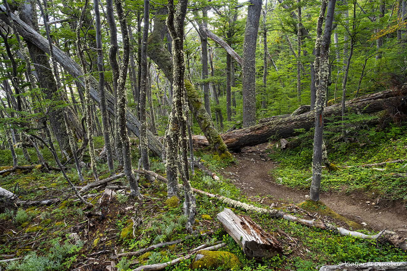 bosc de lenga de la Patagònia de Xile