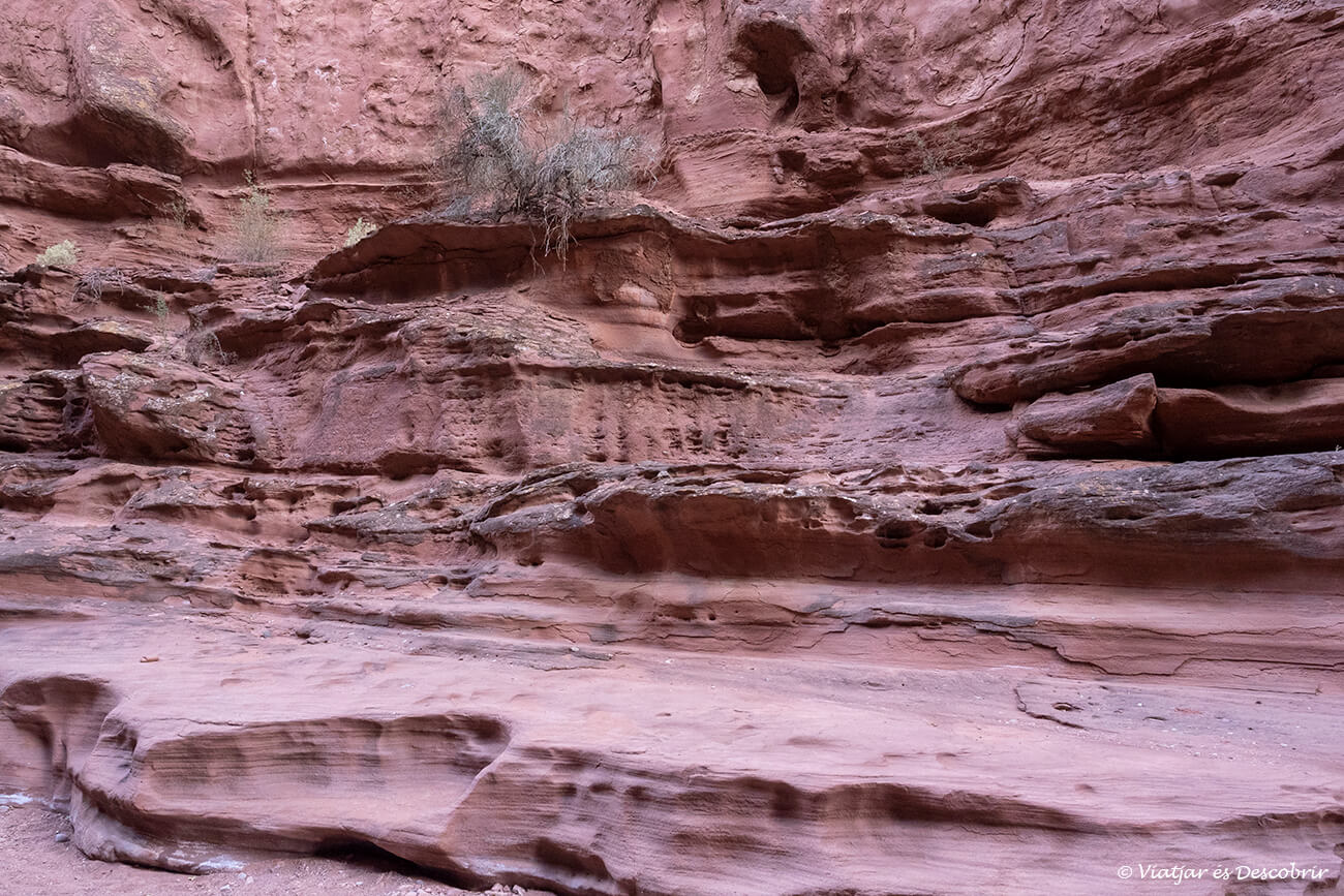 detalls del canyó de Shimpa amb un exemplar de la poca flora que es troba a aquesta zona d'Argentina