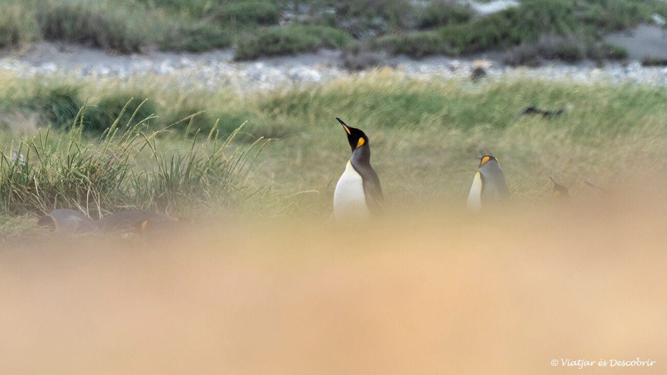 un pingüi rei entre els desenfocs de la vegetació