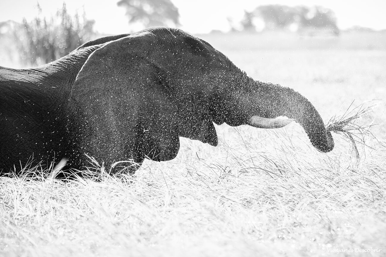 imatge en blanc i negre d'un elefant menjant i esquitxant i fotografiat durant un safari al riu Chobe amb una petita barca metàlica