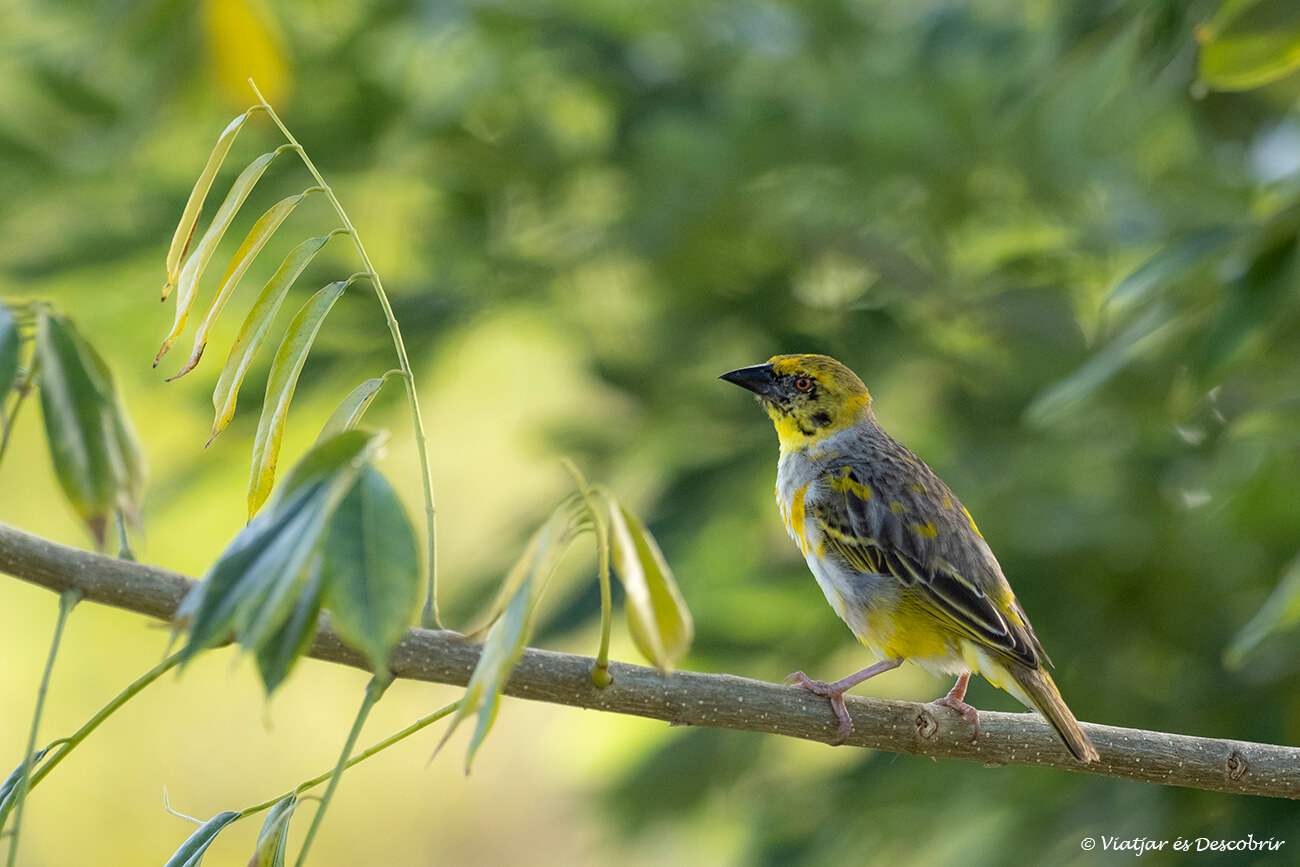l'illa maurici està plena de naturalesa i zones encantadores i és un destí on és segur viatjar
