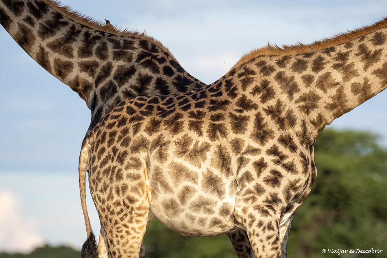 que fer a Kasane: visitar el Senayti Camp és una gran oportuntiat d'observar la fauna típica de Botswana d'una manera molt tranquila