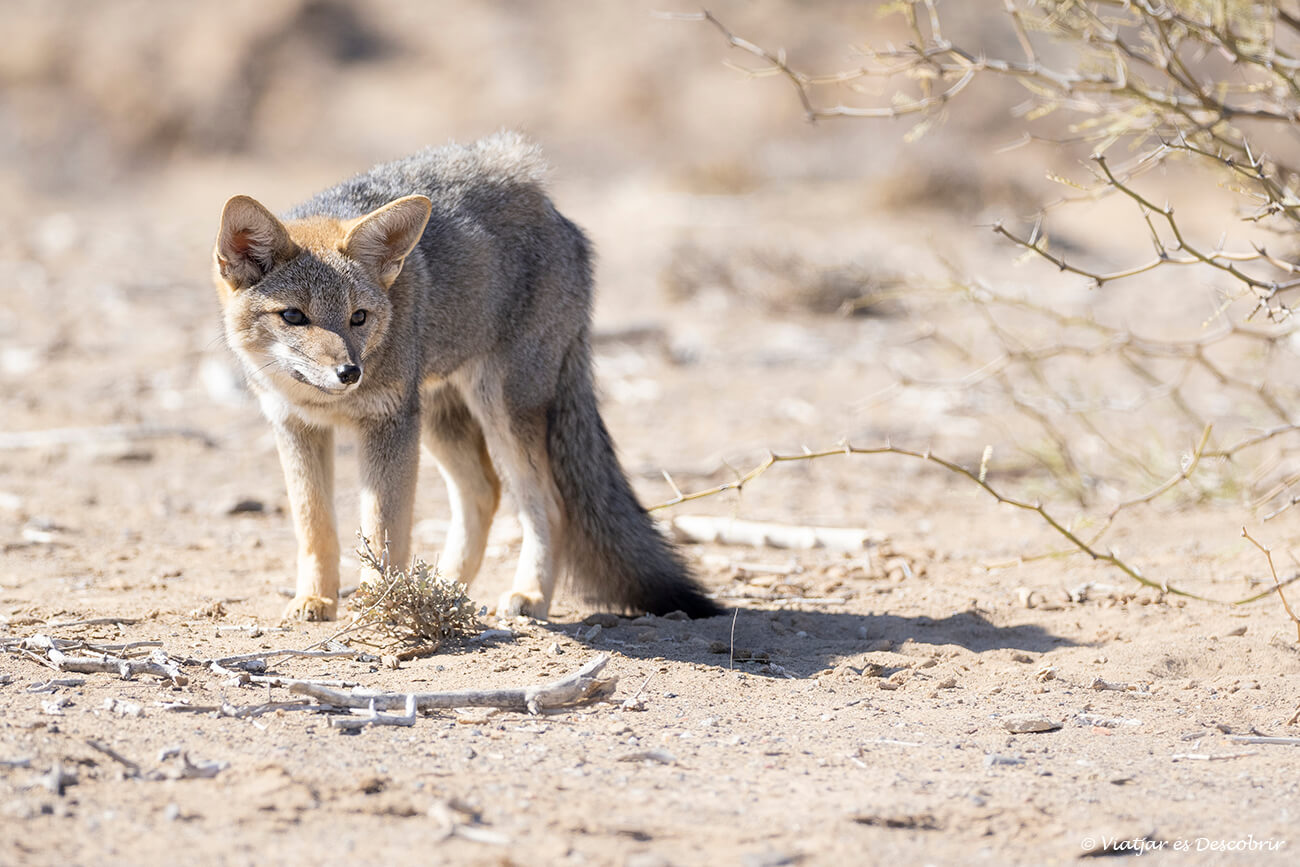 una guineu grisa entre arbustos a un ambient de desert al nord d'Argentina