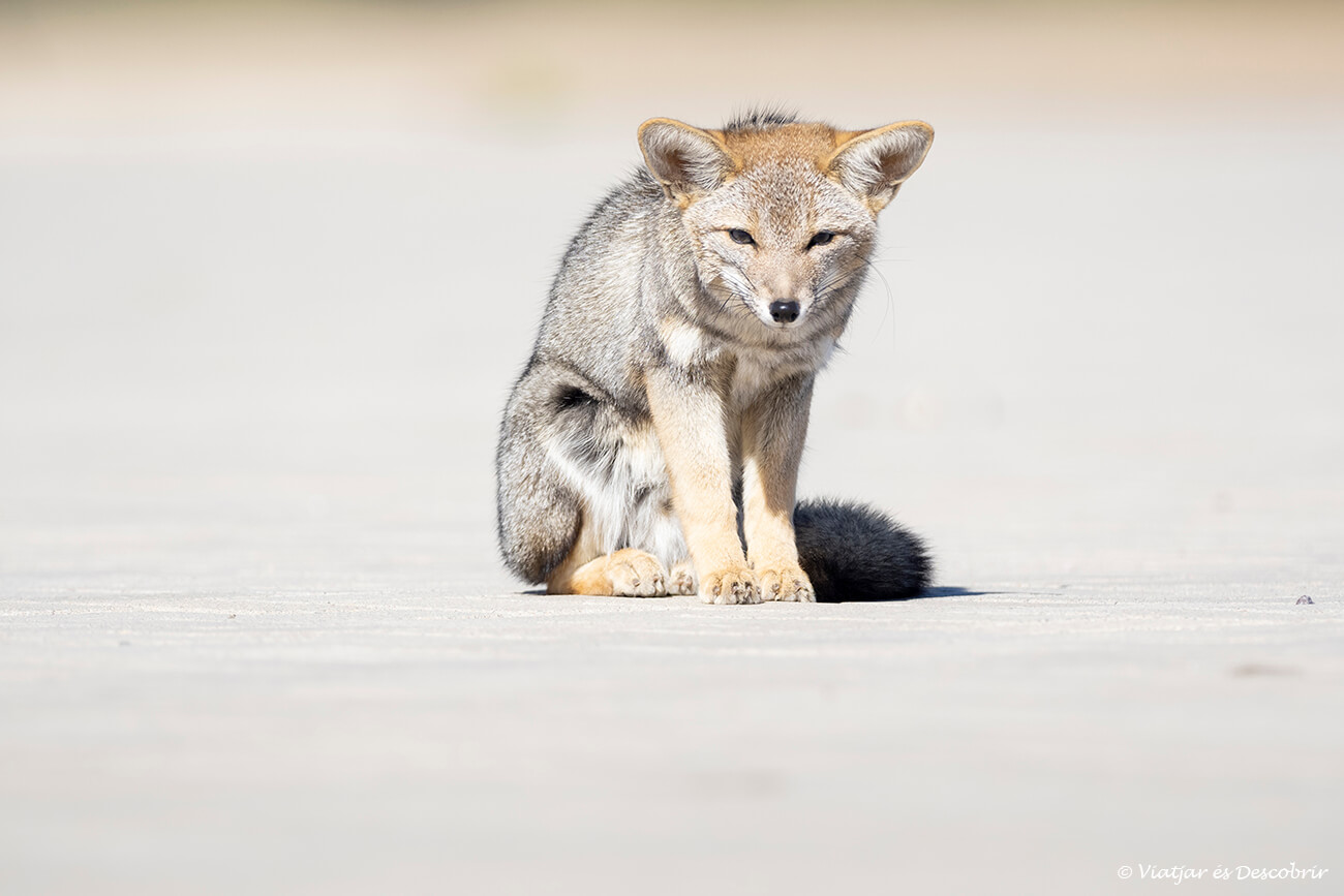 en visitar Talampaya i Ischigualasto no és gaire habitual veure fauna a causa de l'ecosistema de desert, però en alguns casos es poden veure guineus grises