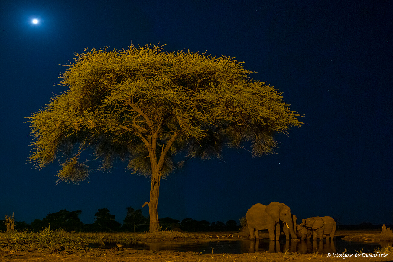 un grup d'elefant bevent aigua sota la lluna
