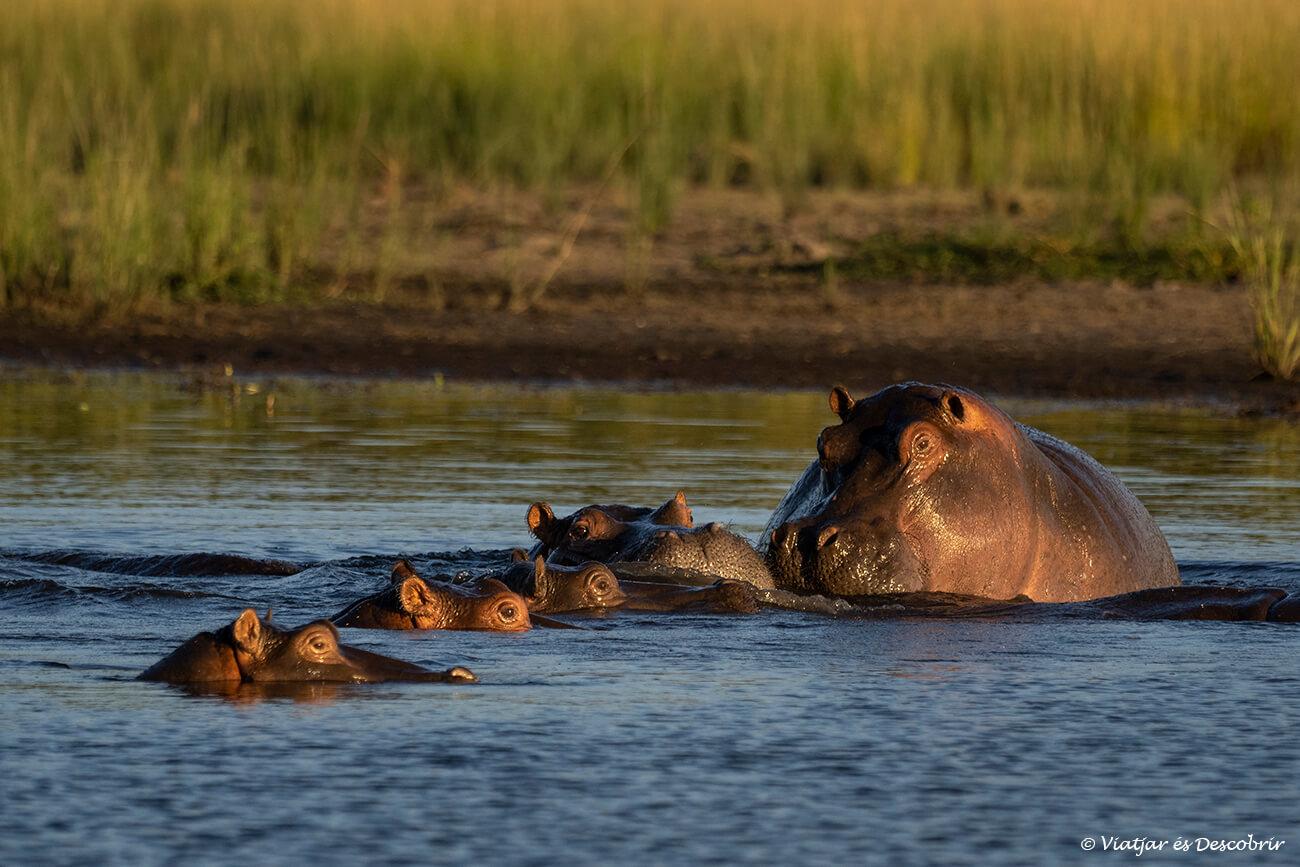 un grup de cinc hipopòtams durant un safari