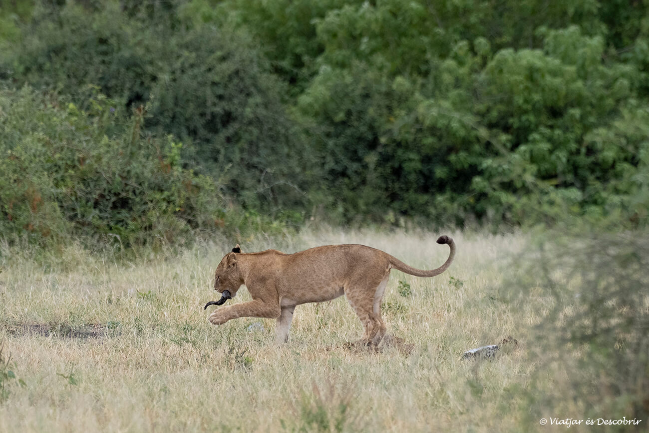 un lleó jove jugant amb la banya de la seva presa al parc nacional Chobe a Kasane