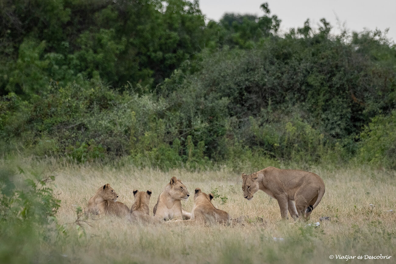 una nombrosa familia de lleons al parc nacional chobe