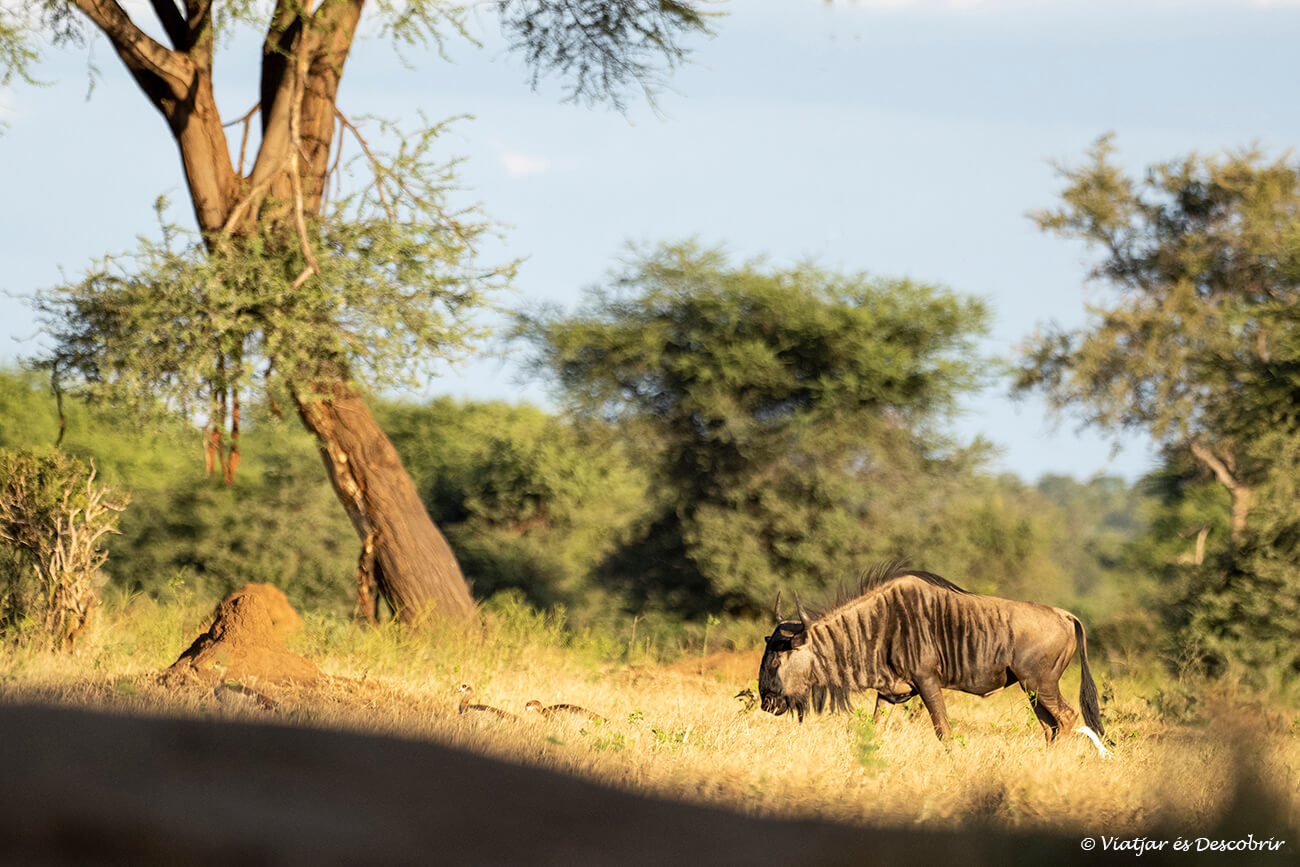 un nyu fotografiat al parc nacional chobe
