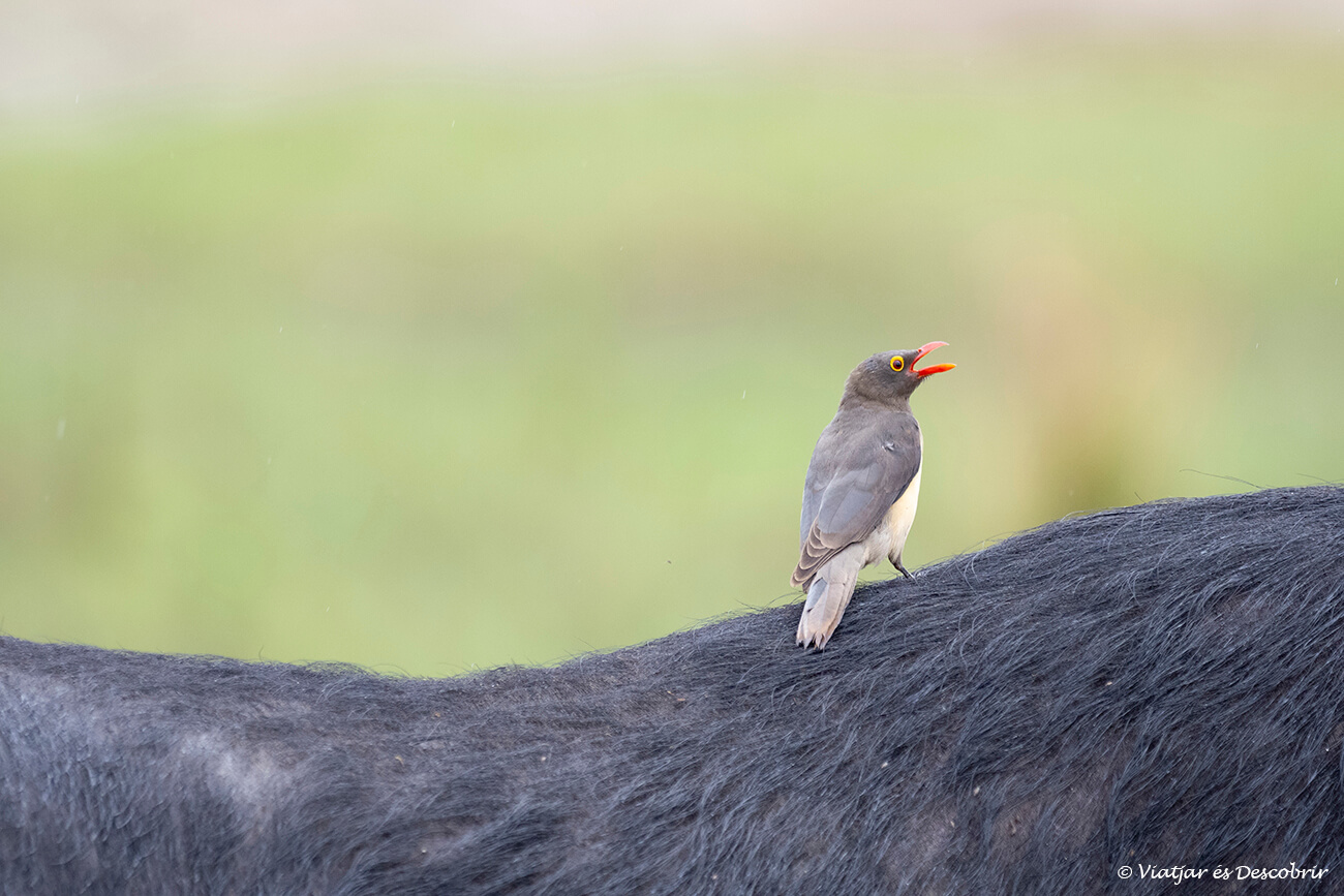 un ocell alimentant-se dels paràsits entre el pels d'un búfal al parc nacional chobe