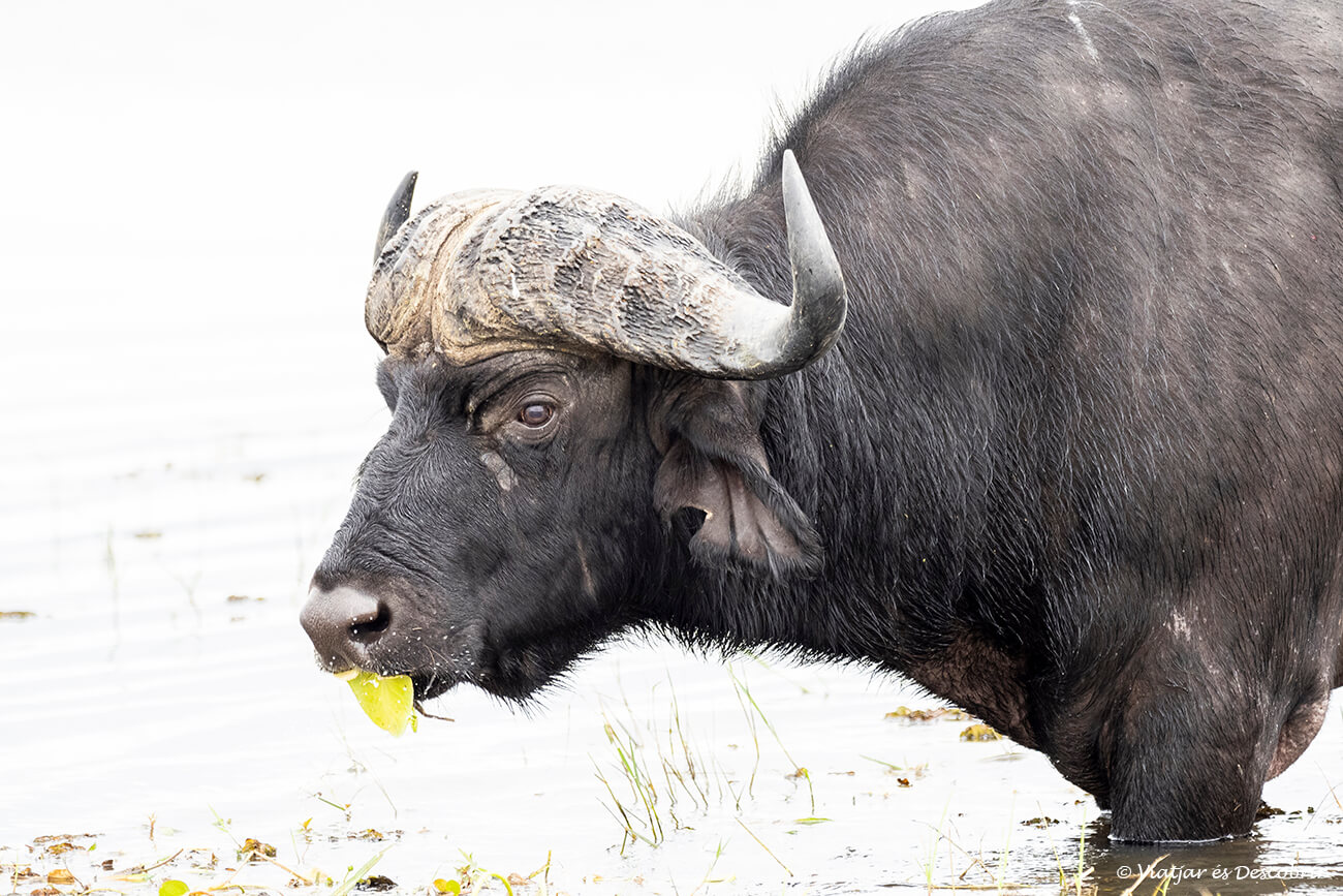 un búfal fotografiat mentre menja al riu Chobe