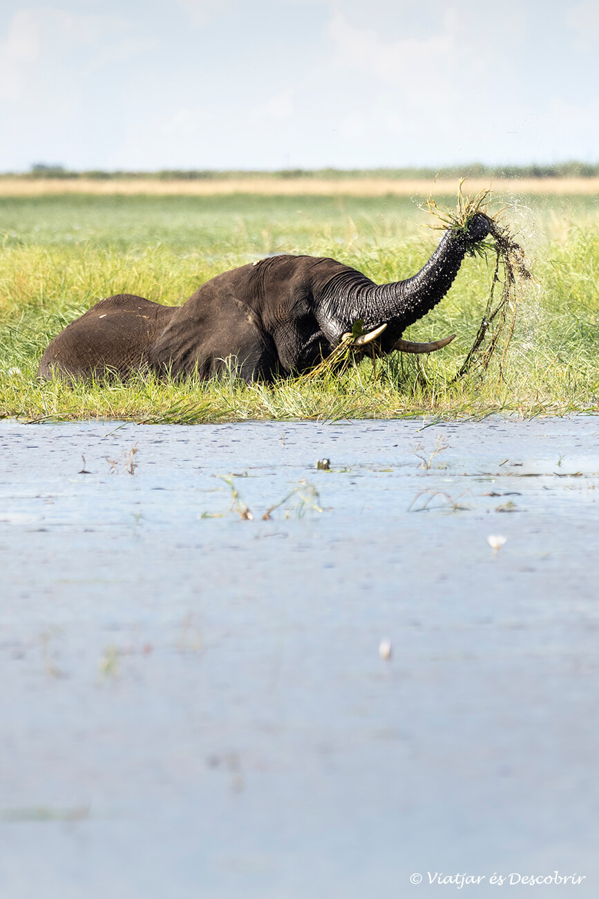 un elefant movent les herbes des del riu abans de menjar