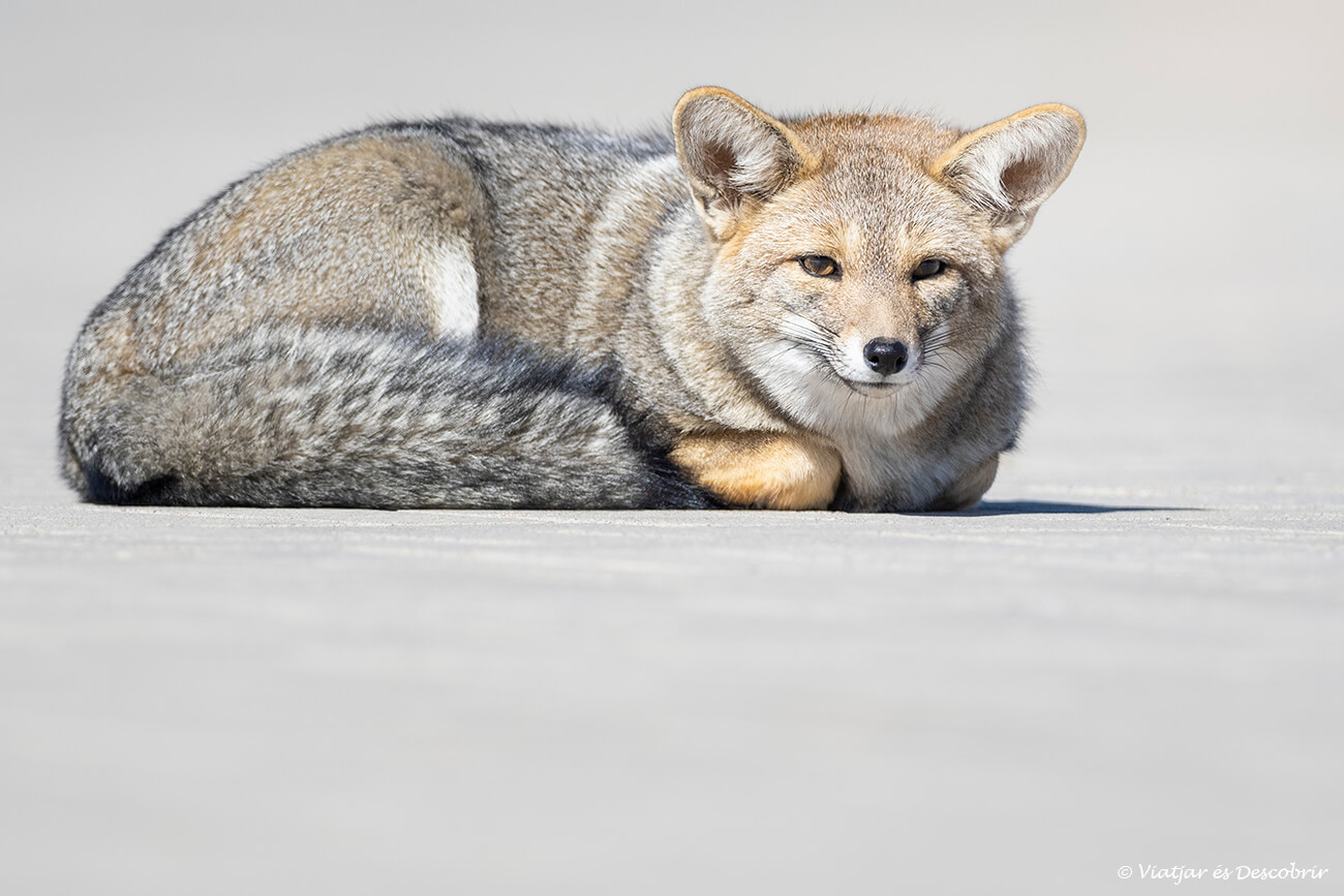 primer pla d'una guineu grisa a l'entrada del parc Ischigualasto