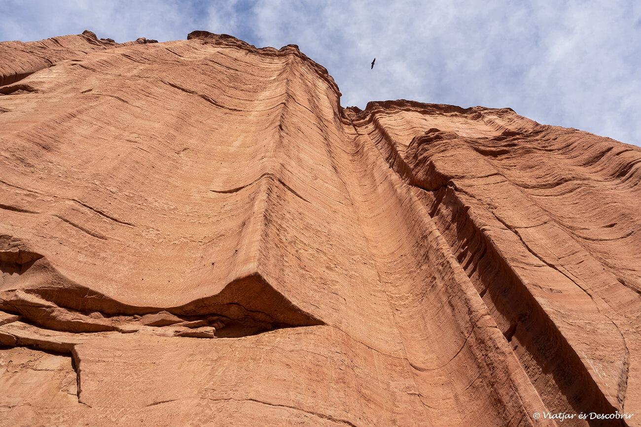 vista de les parets verticals del Canyó Talampaya i un cóndor volant a dalt, un dels grans moments de la ruta