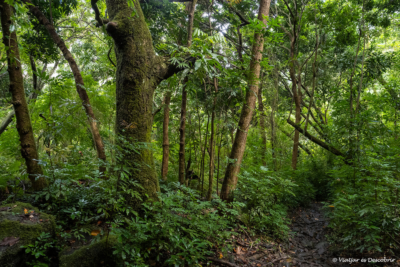 viatjar a Maurici és segur però cal vigilar per exemple al caminar pels petits camins que recorren les selves de l'illa