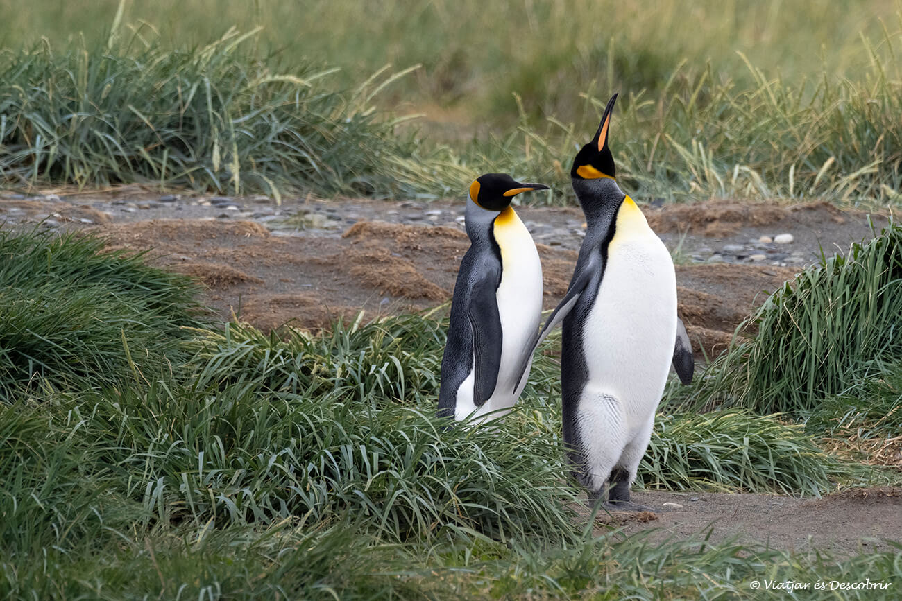 visitar la reserva natural pingüino rey és una gran experiència i permet veure alguenes parelles d'aquests ocells mentre interactuen