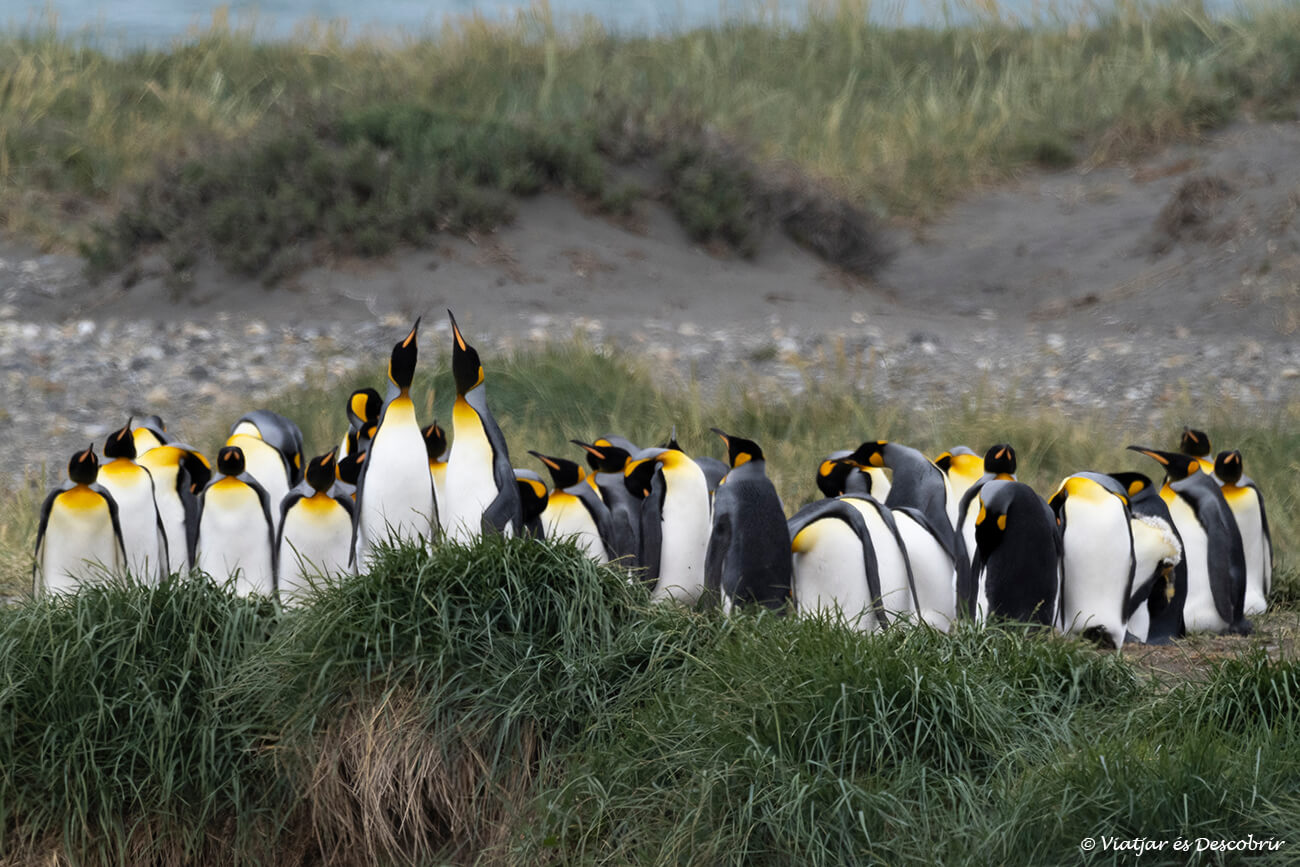 Actualment esteu veient Com visitar la Reserva Natural Pingüino Rey (Xile)