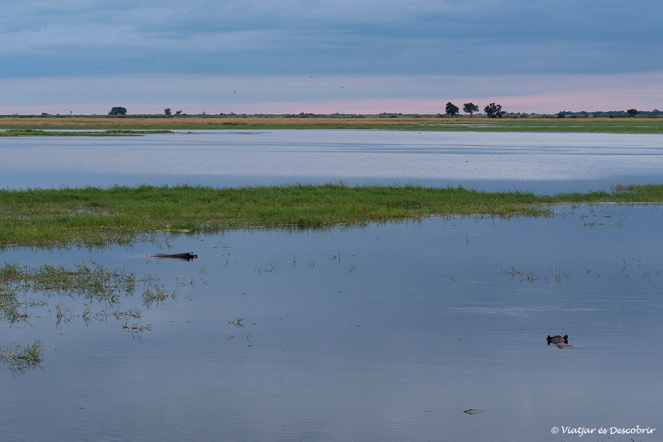 unu grup d'hipopòtams i el riu Chobe al final d'un safari al riu Chobe després de la posta de sol