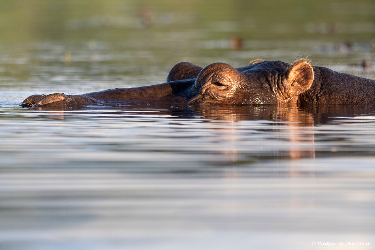 primer pla d'un hipopòtam al riu Chobe