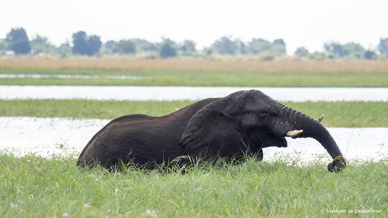 safari el riu chobe: aquesta activitat permet veure de ben a prop elefants banyant-se i menjat des del riu