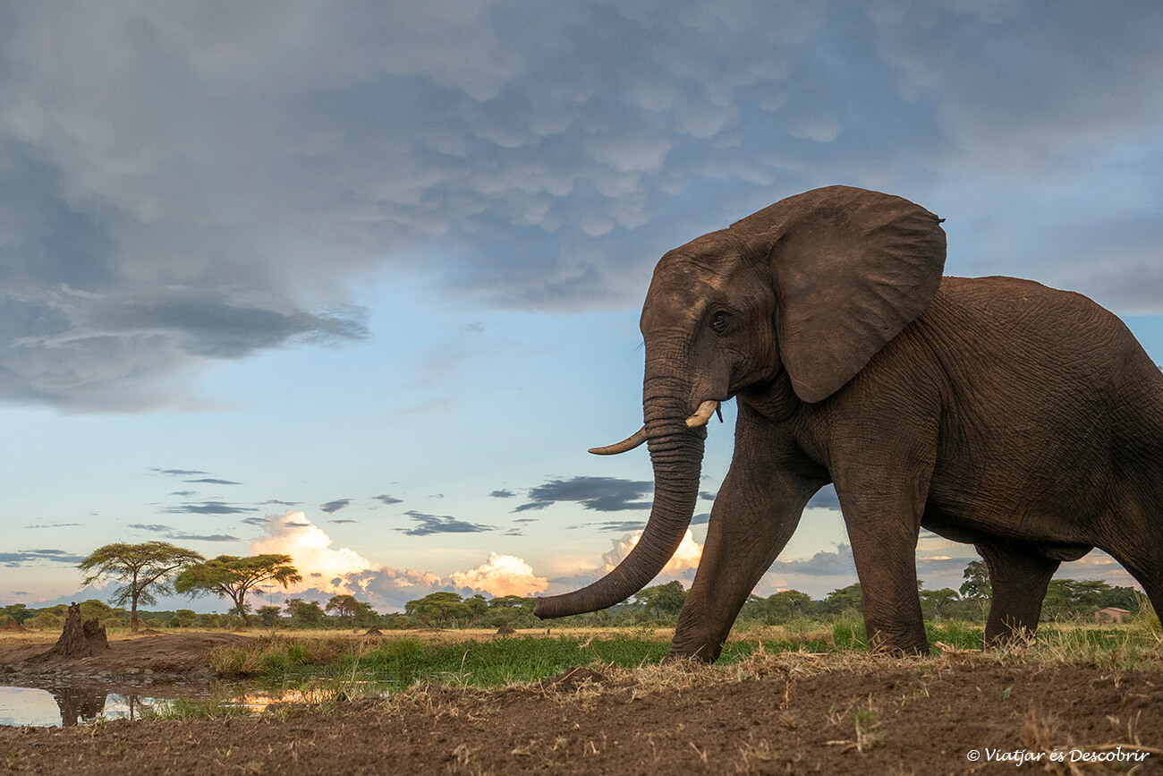 un elefant fotografiat des d'un aguait subtarrani als afores del Kasane Forest