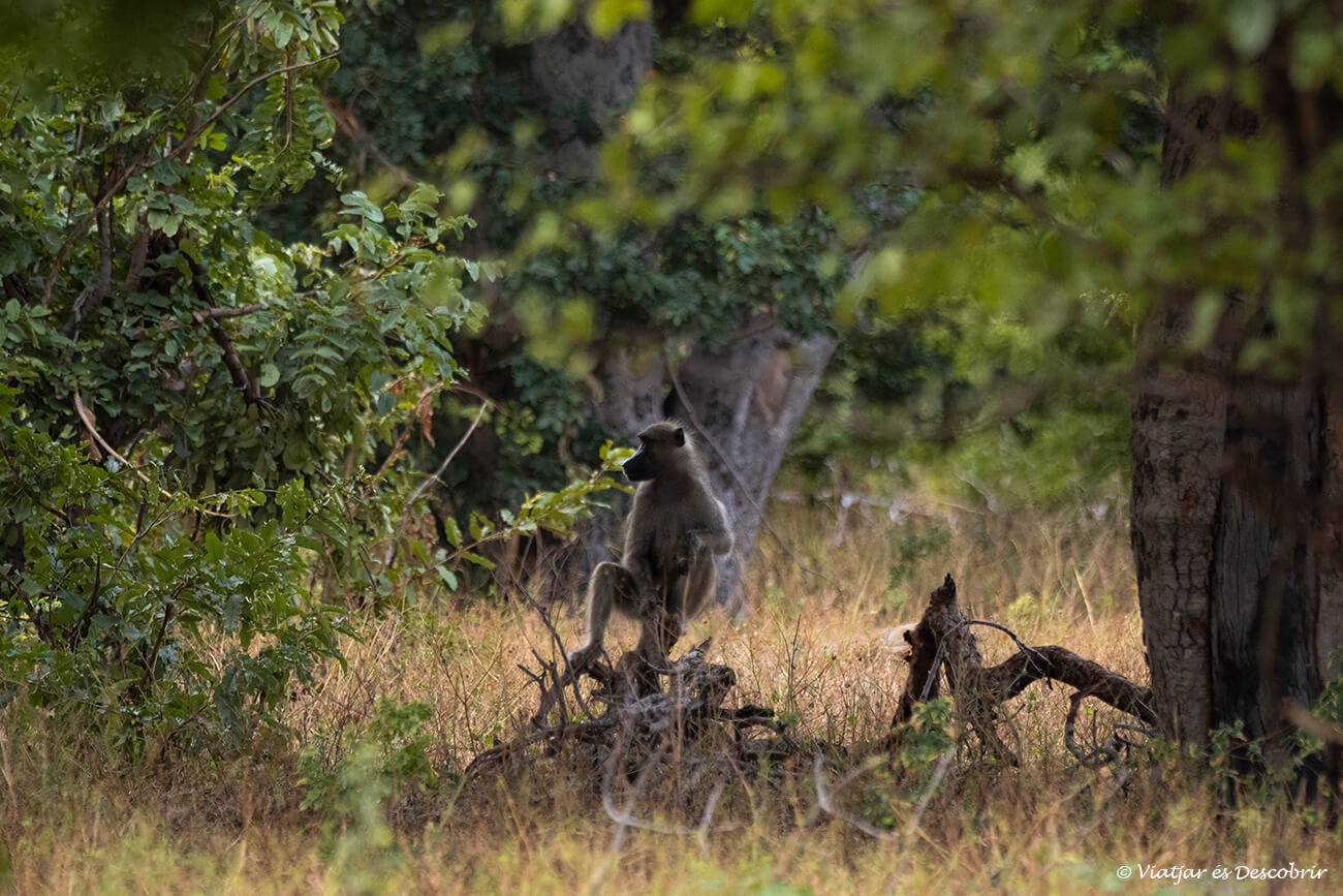 que fer a Kasane: fer un safari de matí durant unes tres hores pel parc nacional chobe és una de les propostes més interessants