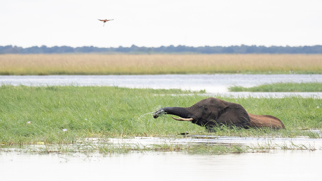 elefant al riu Chobe al final de la temporada de pluja