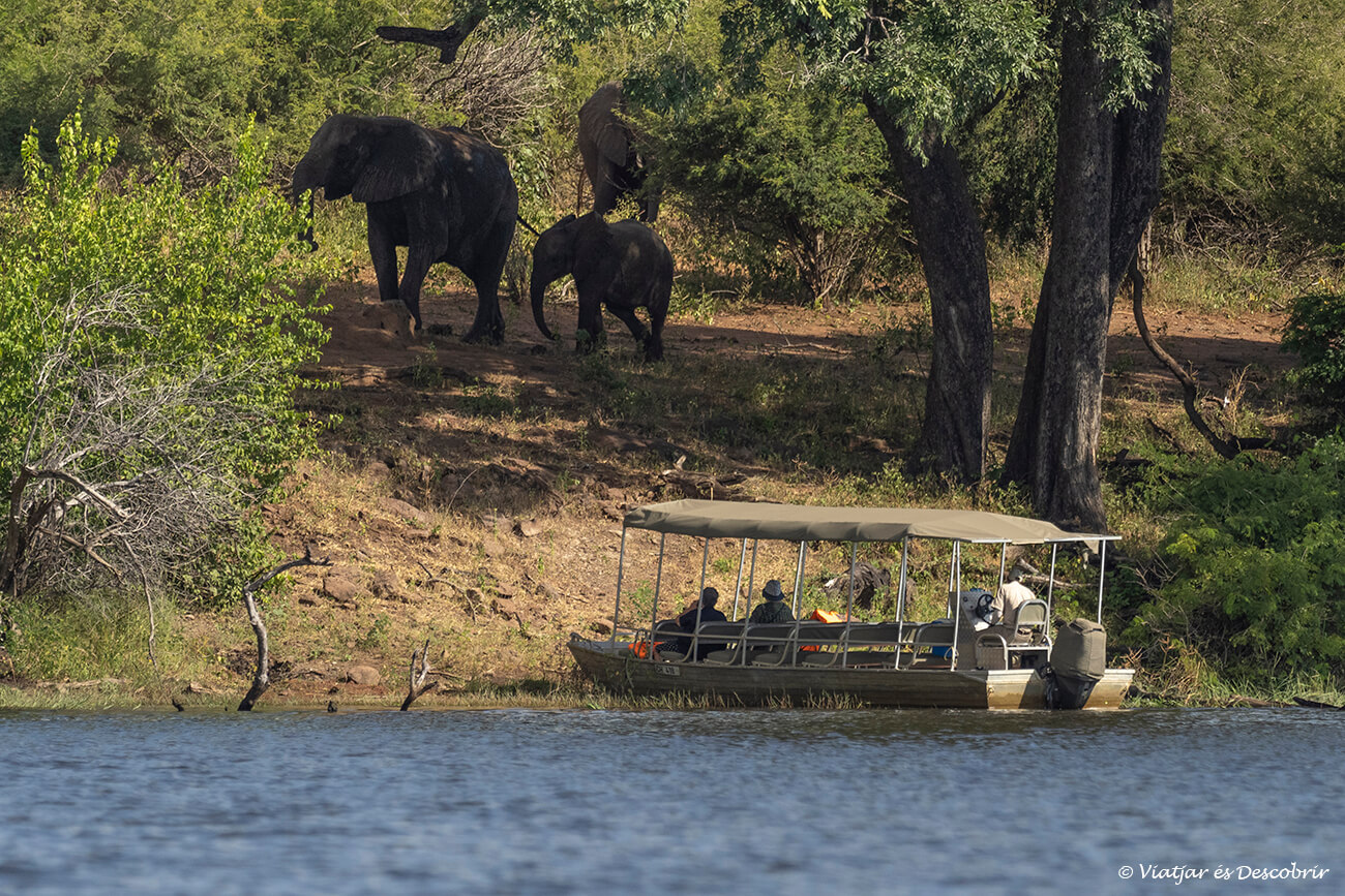 les petites barques permeten navegar amb més agilitat pel riu Chobe i aconseguir albiraments més tranquils i pròxims de la fauna