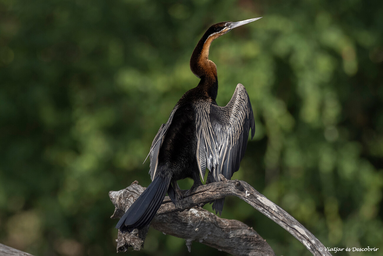 un safari al riu Chobe a part de mamífers també és una excel·lent oportuntiat per veure una gran varietat d'ocells, especialment durant l'època de pluges