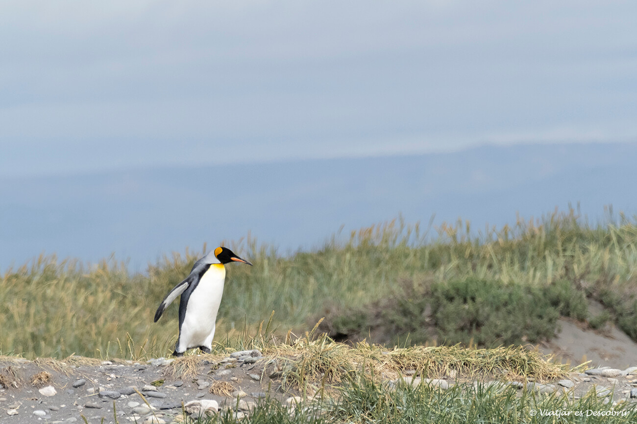 observació de fauna salvatge a l'illa de terra del foc pot ser complicada a causa del vent