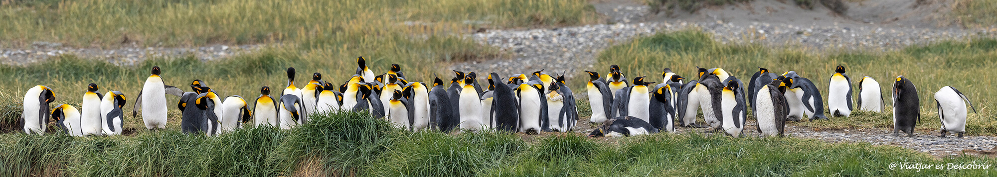 panoràmica de la colònia de pingüins rei que es pot visitar a Xile i que ha anat augmentant durant els últims anys