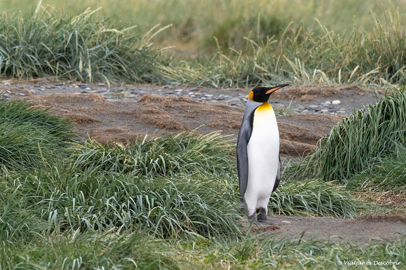 un pingüi rei descansant a l'illa de Terra del Foc al sud de Xile