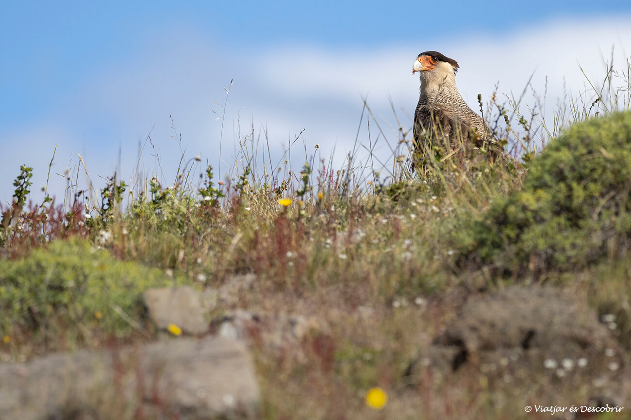 primer pla d'un ocell a torres del paine