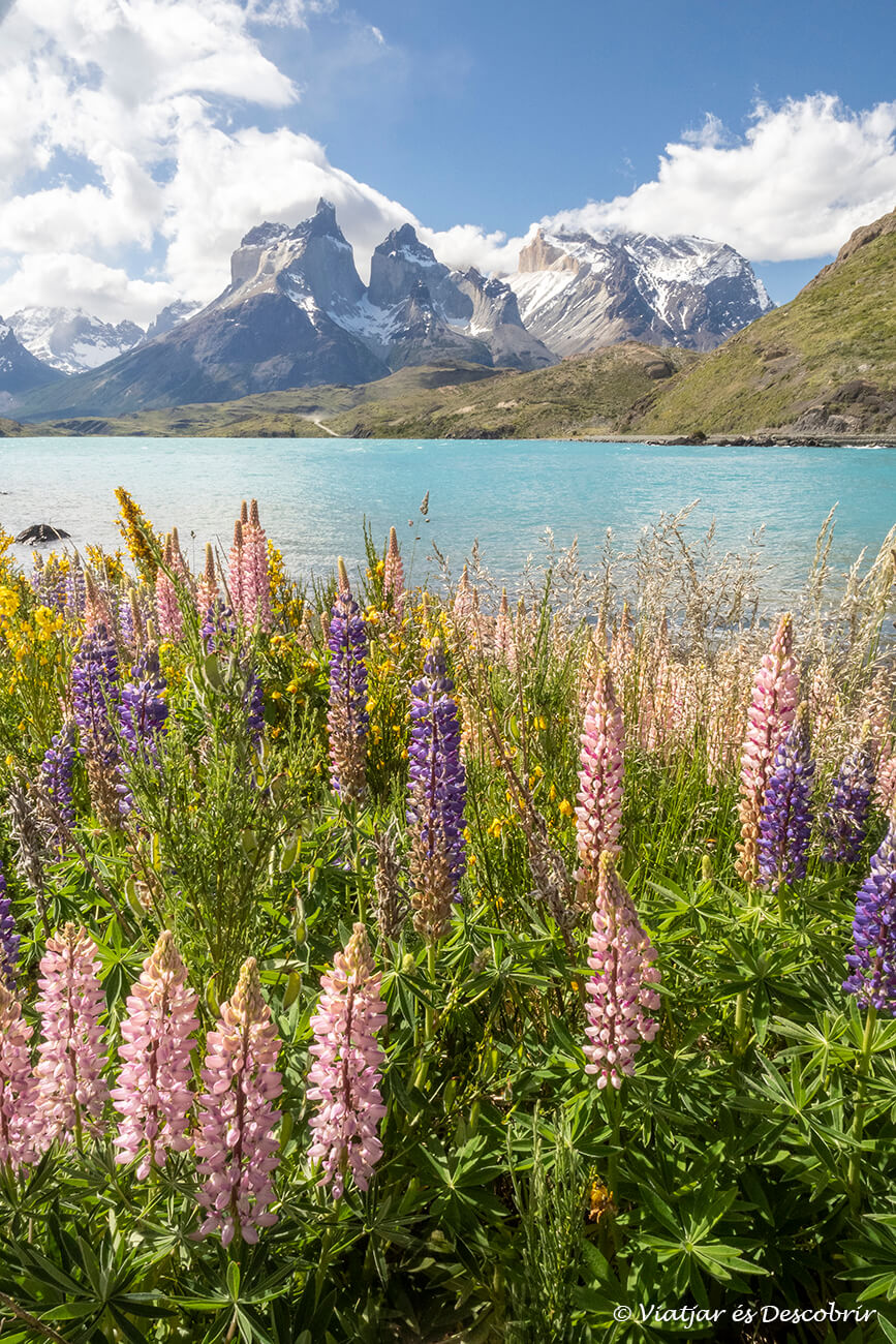 flors i el llac pehoé durant un descans després d'haver gaudit dels diferents trekkings a torres del paine