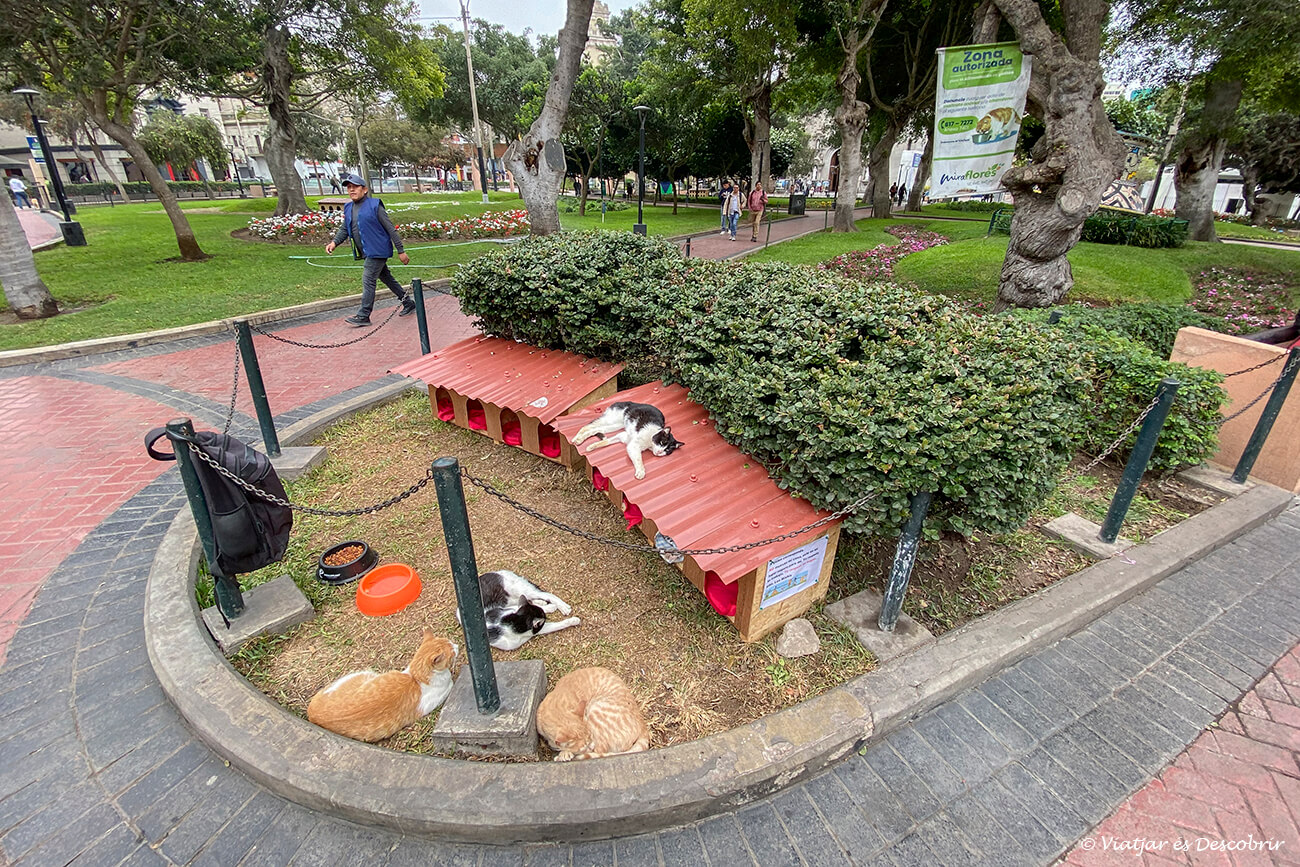 gats descansant als parcs locals del barri de Miraflores, un imprescindible de la ruta que veure a Lima en 2 dies