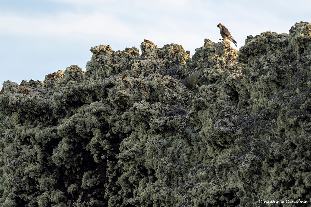 els ocells són uns dels protagonistes de la fauna que es pot veure al visitar el parc nacional pali aike
