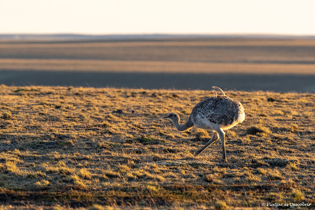 nyandu a un paisatge d'estepa a la Patagònia