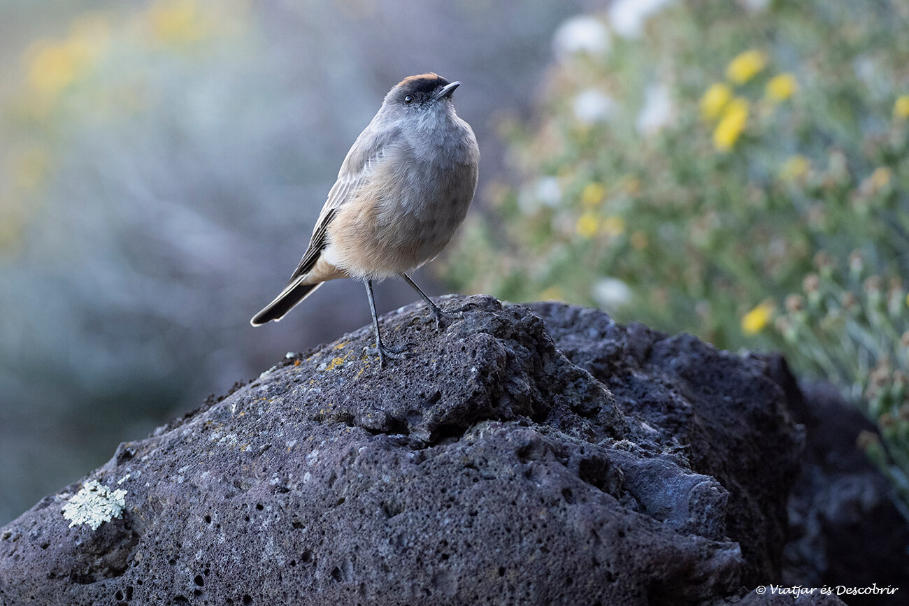 ocell a la patagonia