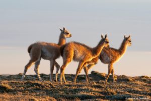 Més informació sobre l'article Parc Nacional Pali Aike (mapa, fotos i guia)