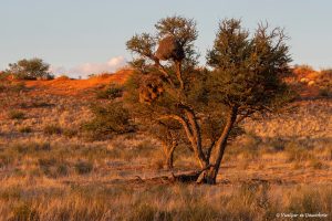 Més informació sobre l'article Safari al Parc Transfronterer de Kgalagadi: Guia pràctica