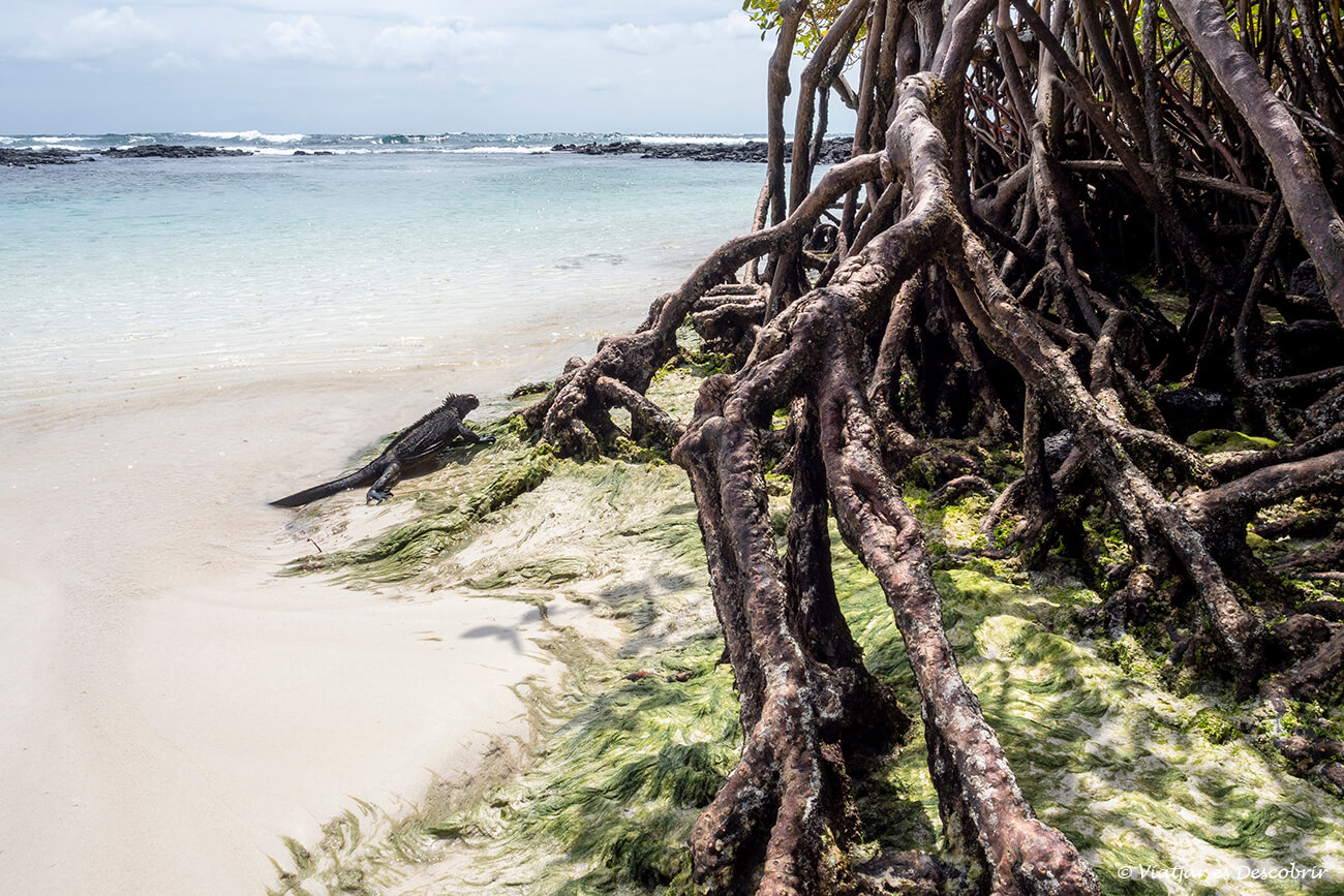 detalls dels manglars del final de la playa brava i una iguana marina sortint de l'aigua