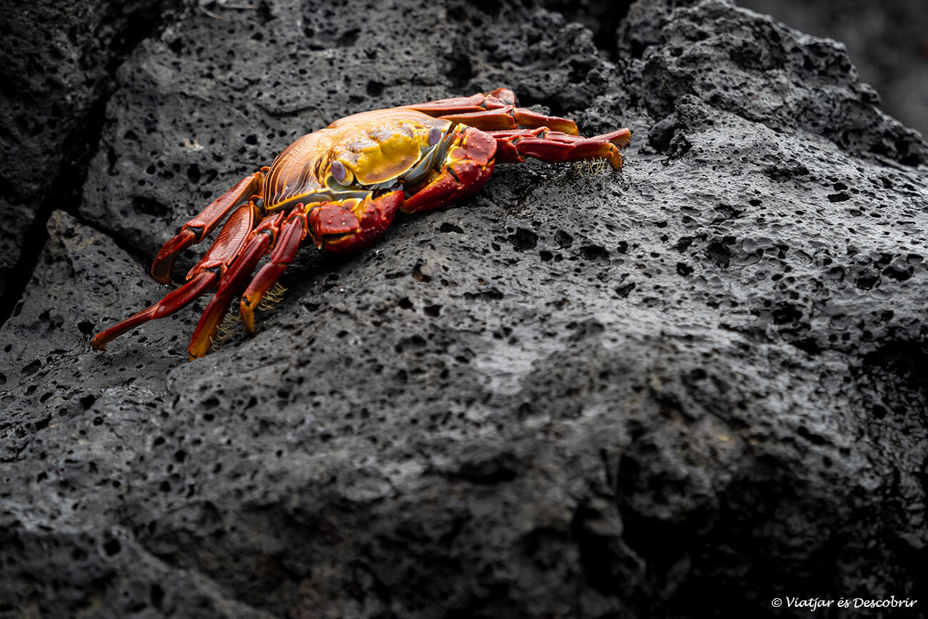 cranc de les galapagos a una platja volcànica