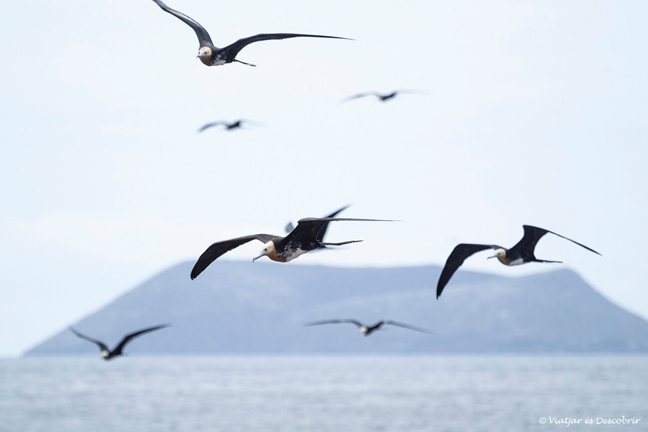 grup de fragates volant a prop de l'illa seymour, un tour que fer a l'illa de santa cruz