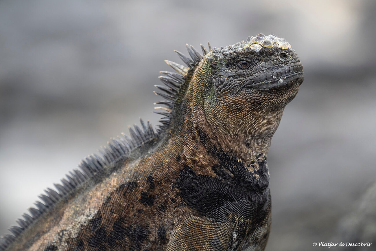 primer pla d'una iguana marina a les galapagos