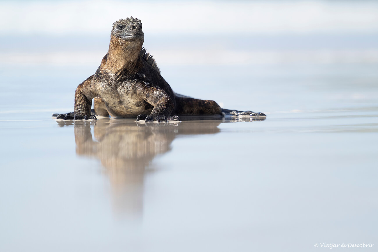 iguana marina sortint del mar a la playa brava, un dels llocs més bonics per visitar a l'illa santa cruz