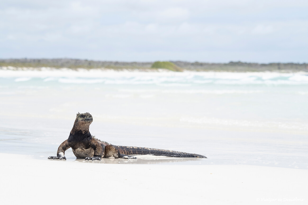 playa brava a tortuga bay